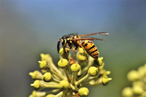 Wasp Symbolism Spiritual Meaning Explained