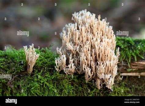 Upright Coral Fungus Ramaria Stricta On Moss Foret De La Reine