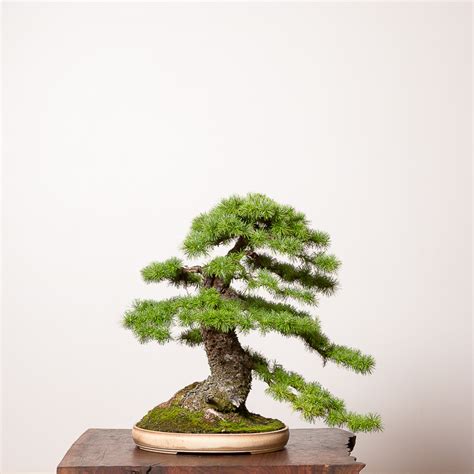 Japanese Larch Bonsai Guide Bonsai Mirai