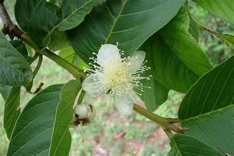 Psidium Guajava