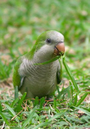 Monk Parrot - uncommon facts about a common pet. I have one of these ...