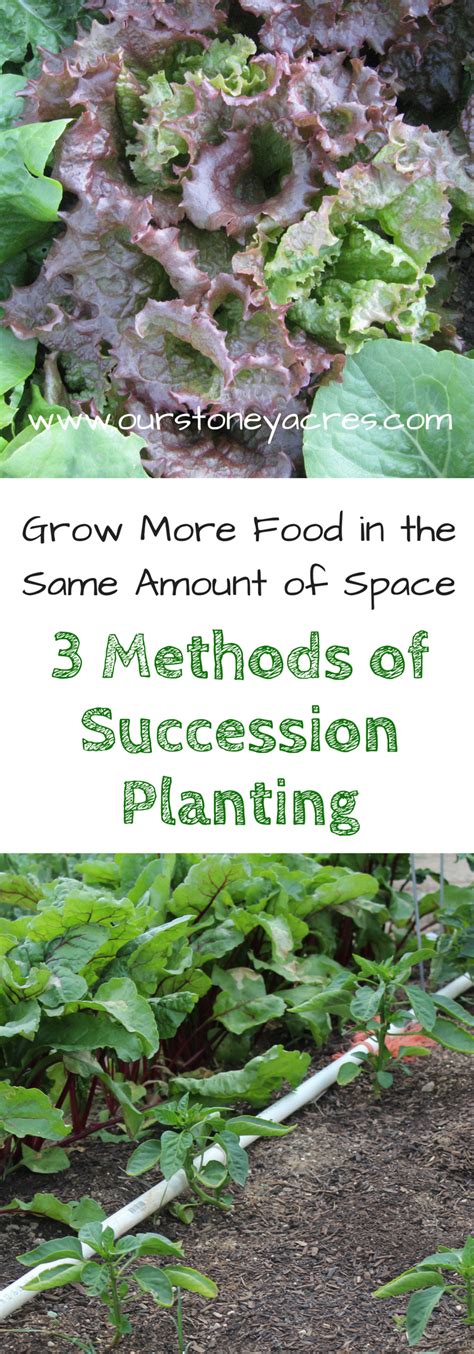 Succession Planting in your Backyard Garden - Our Stoney Acres