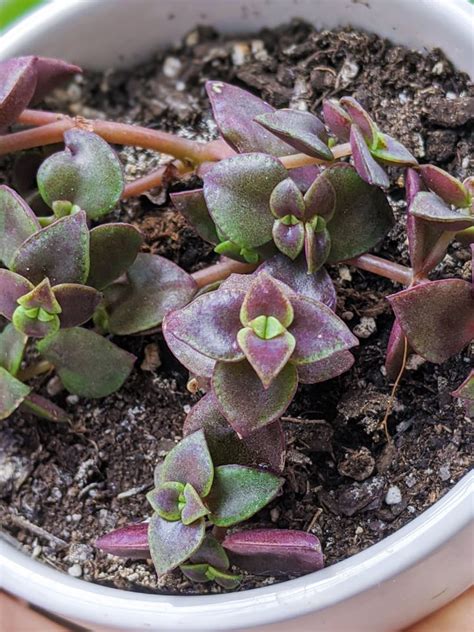 Cuidados de la suculenta del gatito calicó Todo sobre la Crassula