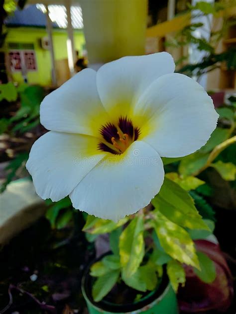 Close Up Photo Of Turnera Ulmifolia Flower Stock Image Image Of Brown