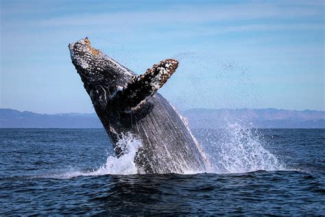 Humpback Breaching - 01 Photograph by Cheryl Strahl - Fine Art America