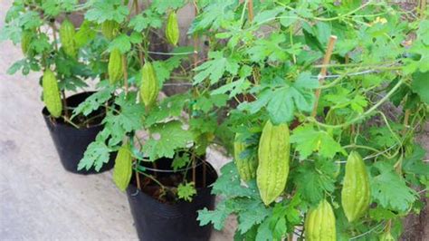 How To Grow Bitter Melon Growing Bitter Gourd In Pots