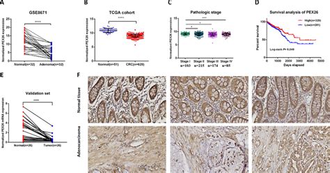 PEX26 is down-regulated in CRC and its low expression correlates ... 