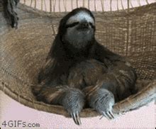 Funny Sloth GIFs | Tenor