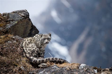 Snow Leopard population of Shey Phoksundo National Park ( SPNP ...