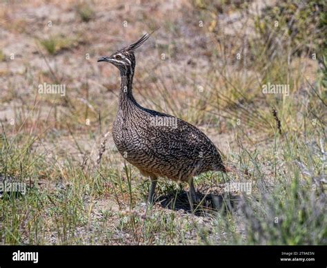 Elegant Crested Tinamou Eudromia Elegans Punta Valdes Peninsula