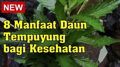 8 Manfaat Daun Tempuyung Bagi Kesehatan YouTube