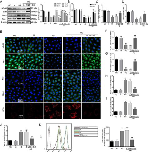 Role Of Nqo1 Overexpression In Oxidative Stress In Hg Cultured Hk 2