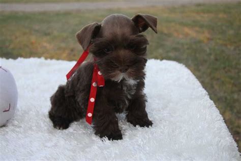 Teacup Schnauzer Toy Teacup And Miniature Schnauzer Puppies For Sale Oklahoma Schnauzer