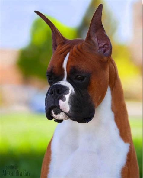 champion boxer dog