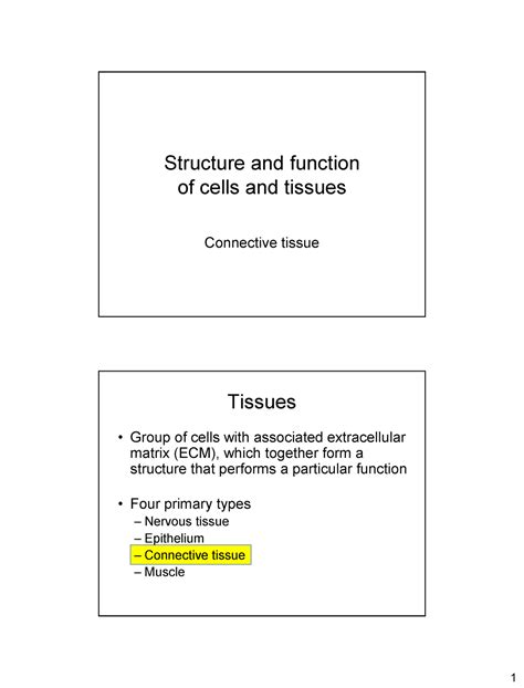 Cel En Weefsel Dia 6 Bindweefsel Structure And Function Of Cells And