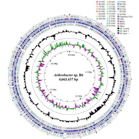 A Graphical Circular Map Of The Genome Performed With Cgview Comparison