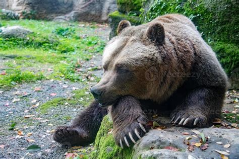 bear brown grizzly in the forest background 12185487 Stock Photo at ...