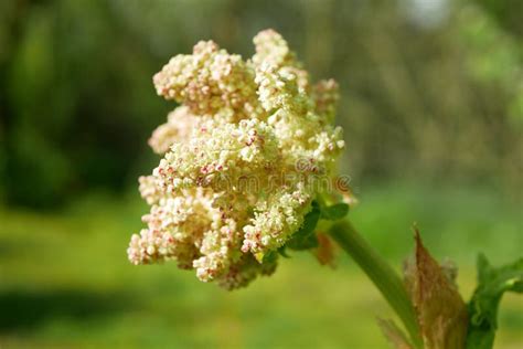 Garden Rhubarb Blossom Flowers White Close Up Leaves Rheum Rhabarbarum