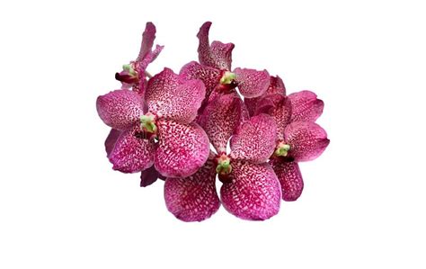 Violet Vanda Orchid Stock Photo Image Of Clipping Green 245441152