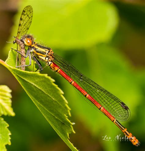 Pyrrhosoma Nymphula The Large Red Damselfly Pyrrhosoma Ny Flickr