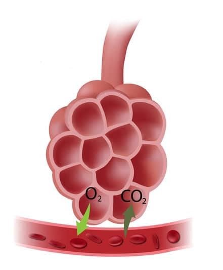 O Que é O Surfactante Pulmonar Fetalmed Medicina Fetal