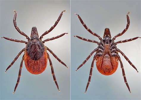 Proč vznikly kleště?