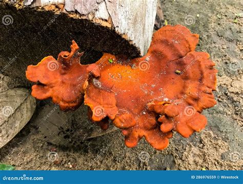 Closeup Of A Pycnoporus Sanguineus Fungi Growing On The Bark Of An Old