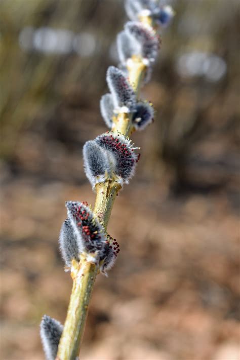Gathering Pussy Willows At My Farm The Martha Stewart Blog