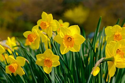 スイセンの花言葉｜色別の花言葉や誕生花、名前の由来 観葉植物・お花の通販 And Plants アンドプランツ