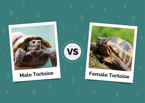 Male vs Female Tortoise: Key Differences (With Pictures) | Hepper