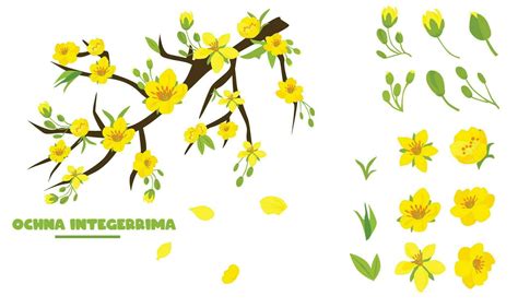 Ochna integerrima tree branch vector. Ochna flower clip art. Vietnam ...