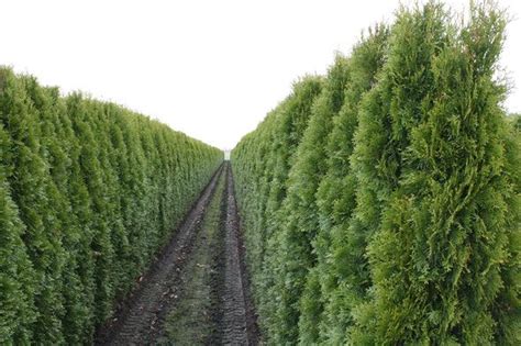 Thuja Smaragd Lebensb Ume Online Kaufen Thuja Occidentalis Country