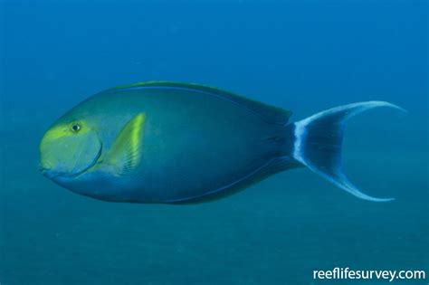 Acanthurus Xanthopterus Yellowmask Surgeonfish