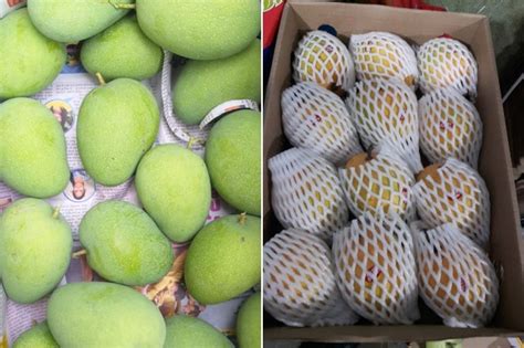 mango season  india underway market response  positive