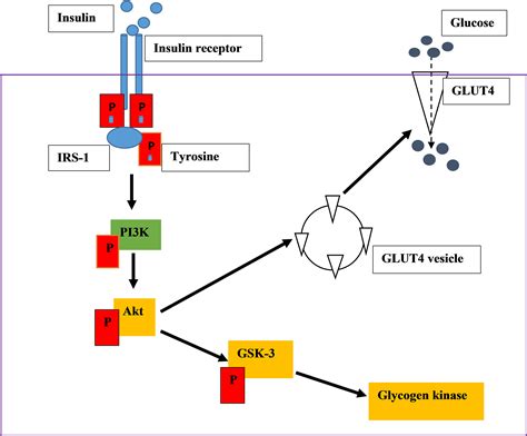 Frontiers Drug Induced Mitochondrial Toxicity Risks Of Developing