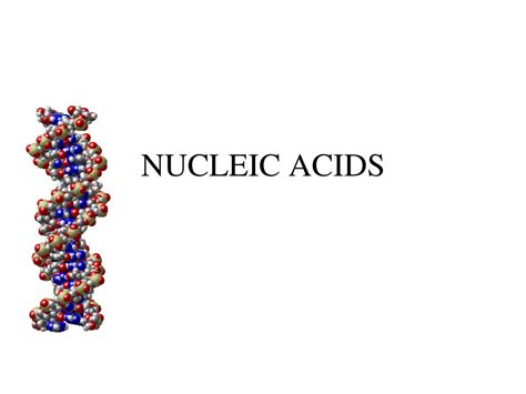 Ppt Nucleic Acids Powerpoint Presentation Free Download Id5871802