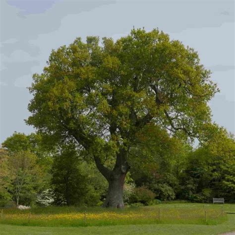 English Oak Quercus Robur British Bare Root Tree Saplings