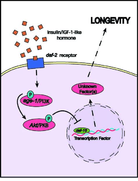 The Proposed Daf 2 Pathway In C Elegans Evidence From Studies Of D