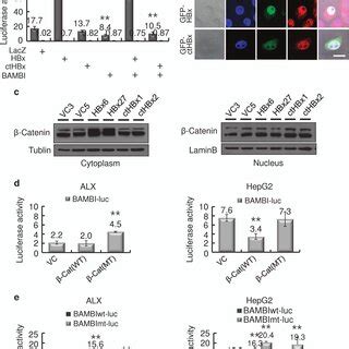 Modulation Of Bambi Tgf Expression By Hbx Or Cthbx A Hepg And