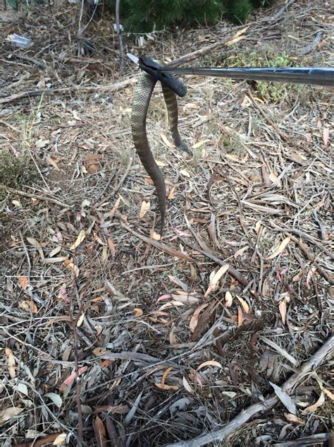 Snake numbers 'surging’ | Geelong Independent