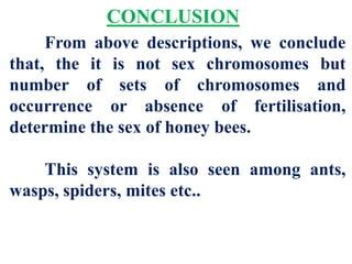 Sex Determination In Honey Bees Ppt