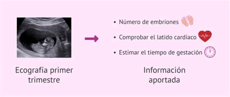 ¿qué Información Aporta La Ecografía De La Semana 6 De Embarazo