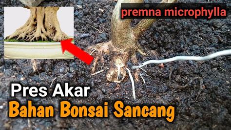 Pres Program Akar Bahan Bonsai Sancang Premna Microphylla Youtube