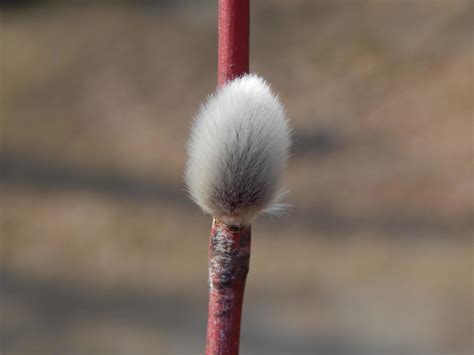 Pussy Willow Branches With Background On The Branches Of Trees In Spring Blossom 3647359 Stock