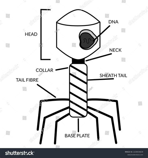 Structure Anatomy Bacteriophage Black White Labeled Stock Vector