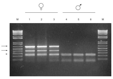 Triplex Pcr Based Sex Typing Tests With Osfes Ss And Vias Os14 Primer