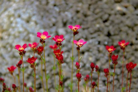 Steckr Ben Im Eigenen Garten Anbauen Und Ernten Nachgeharkt