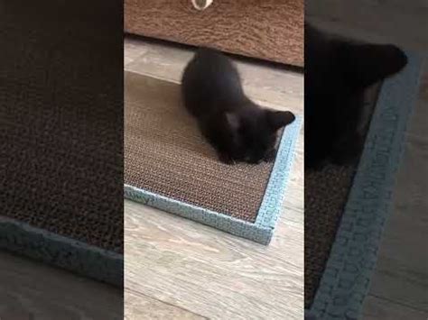 Коготки ух какие!😻