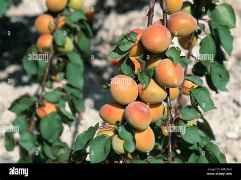 Plantes Du Sud De La France Banque De Photographies Et Dimages à Haute