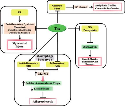 Protective Roles Of Trx In Cardiovascular Diseases Trx Can Attenuate